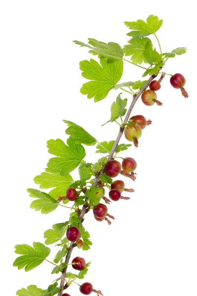 Branch of prickly gooseberry — Stock Photo, Image