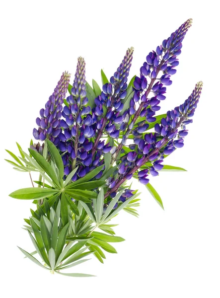 Latający niebieski kwiaty — Zdjęcie stockowe