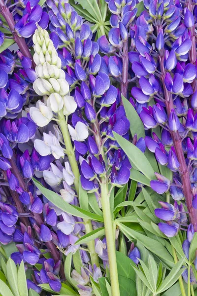 ブルーボ ネット ルピナスの花の背景 — ストック写真