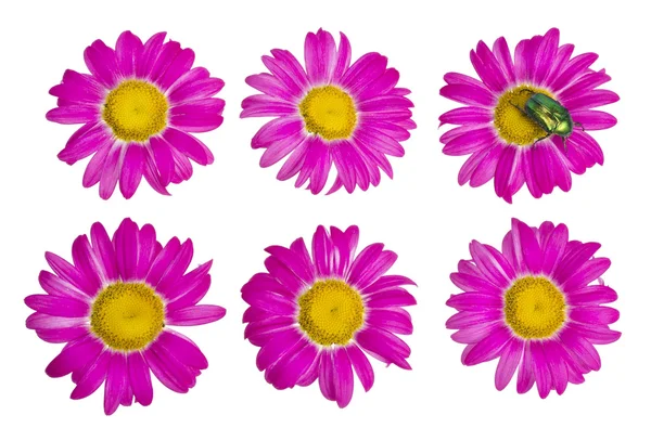 Isolated buds and flowers of the pink daisies — Stock Photo, Image