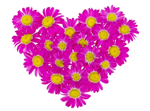 Heart from pink daisies — Stock Photo, Image