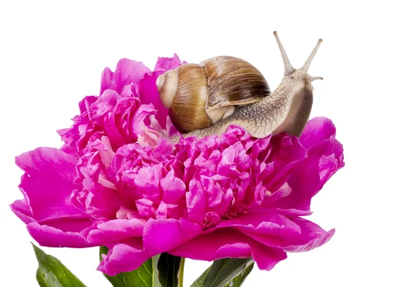 Grape snail on pink peiny — Stock Photo, Image