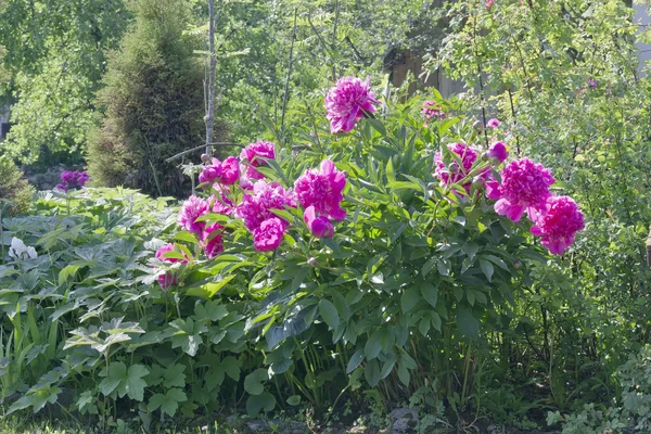 Peonie rosa arbusto grande — Foto Stock