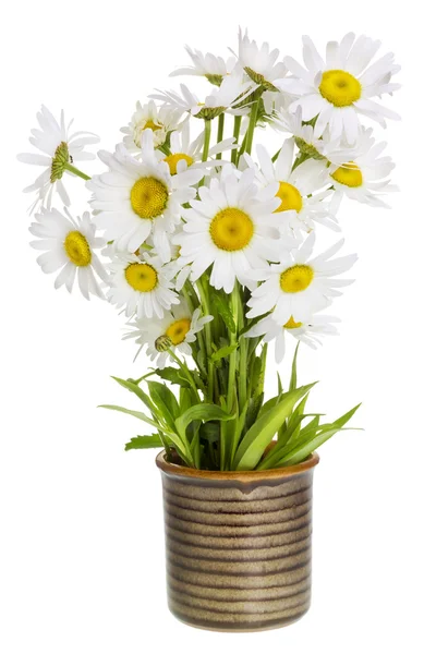 Simple gentle lonely daisies — Stock Photo, Image