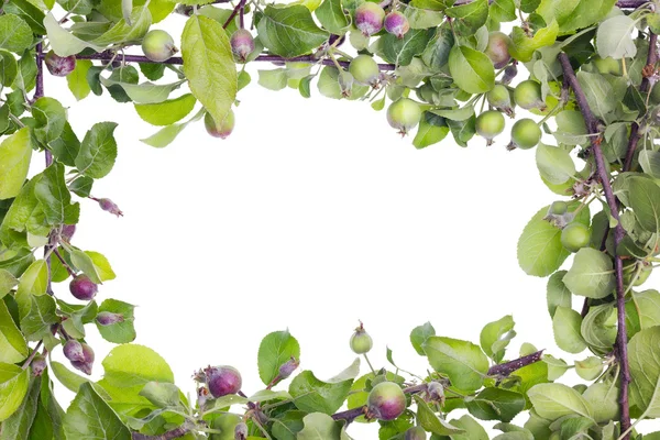 Unripe apple branches frame — Stock Photo, Image