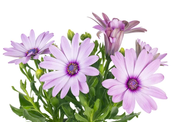Blumen für die Sommerfreundin — Stockfoto