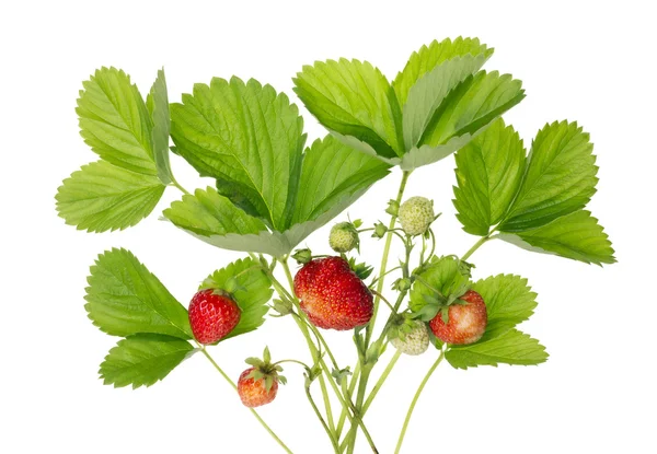 Strauch von Garten-Erdbeeren — Stockfoto