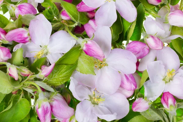 Pink apple flowers background — Stock Photo, Image