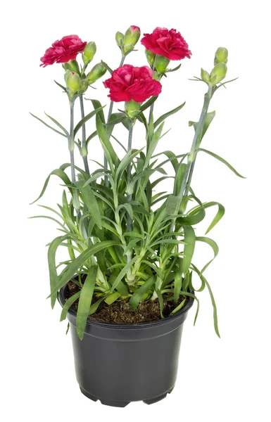 Rode terry carnation in bodem pot — Stockfoto
