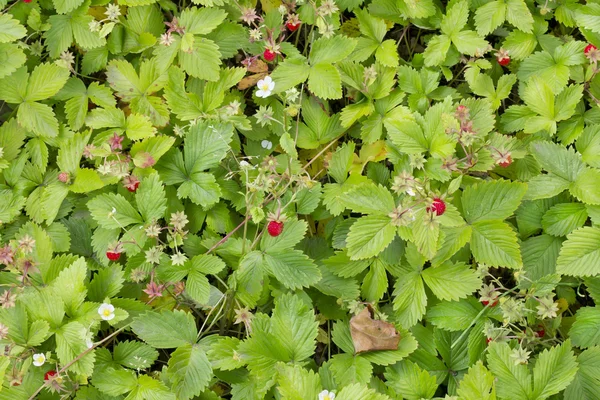 Strawberry fält evigt bakgrund — Stockfoto