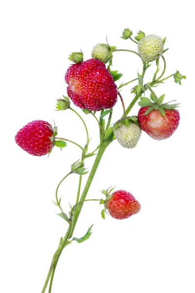 草莓孤立的分支 — 图库照片
