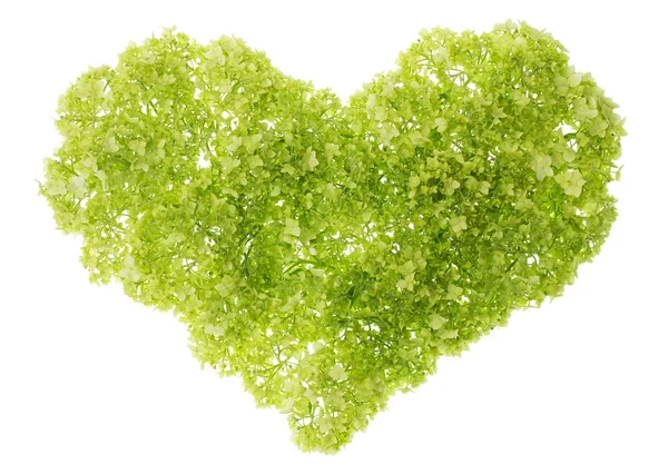 Jemné zelené srdce — Stock fotografie