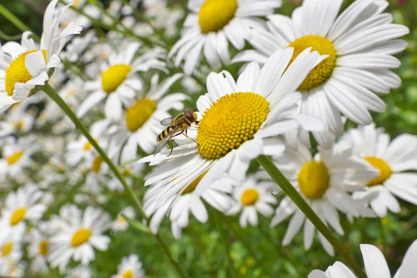 Summer fly on daisies — Stock Photo, Image