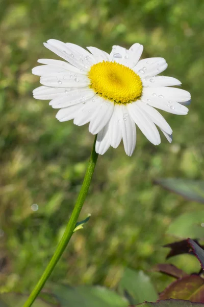Lonely daisies with rain drops — Stock Photo, Image