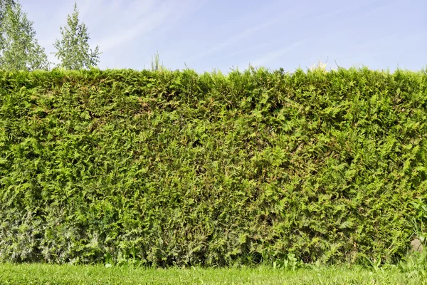 Fragment einer ländlichen Zaunhecke aus immergrünen Pflanzen — Stockfoto