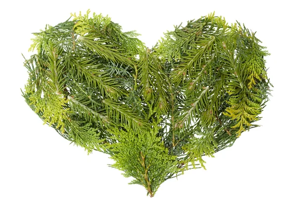 stock image Evergreen coniferous christmas trees heart isolated