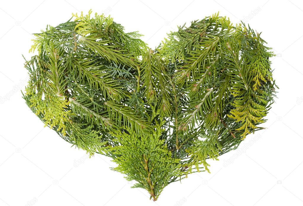Evergreen coniferous christmas trees heart isolated