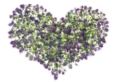 Oregano heart clipart