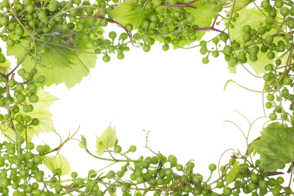 Moldura de uvas verdes azedas não maduras — Fotografia de Stock
