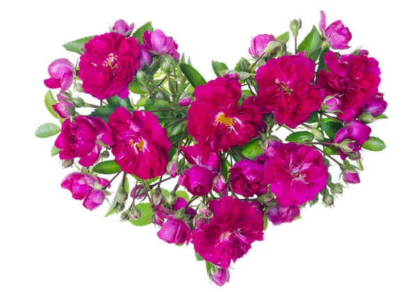 Růžové růže srdce izolované — Stock fotografie