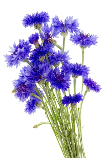 Blue floral — Stock Photo, Image