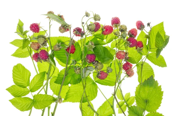 Raspberry bush concept — Stock Photo, Image