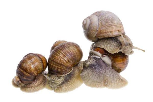 Marriage big snails games — Stock Photo, Image