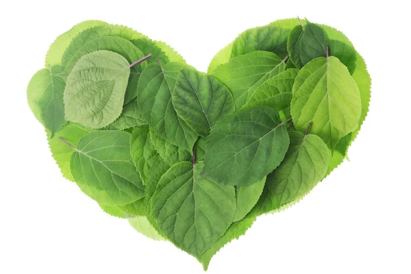 Garten grüne Blätter Herz — Stockfoto