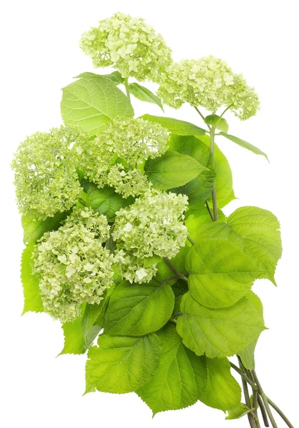 Green flowers bush texture — Stock Photo, Image