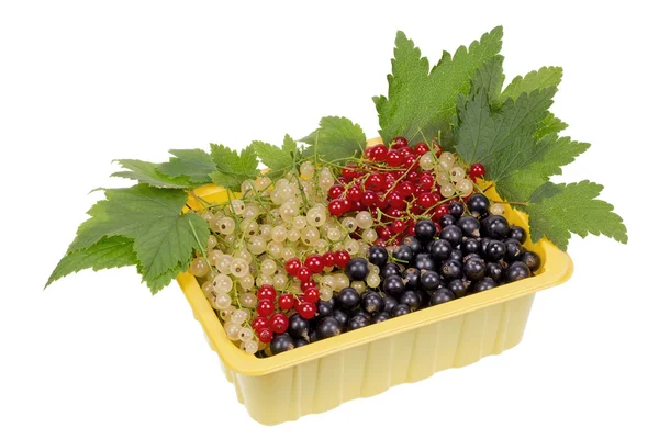 Currant in container — Stock Photo, Image
