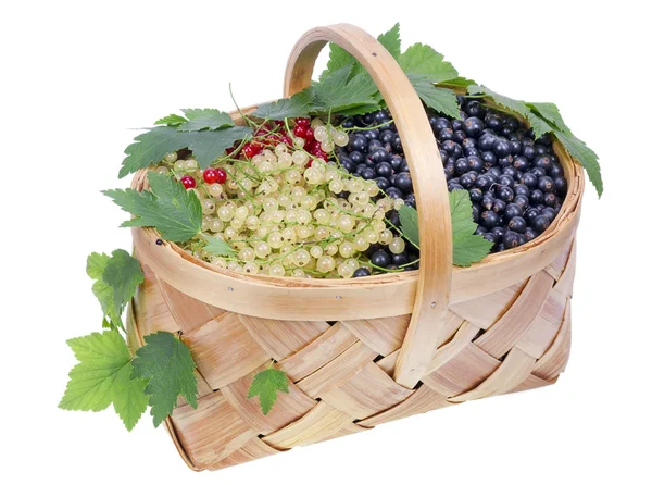 Big basket with currant isolated — Stock Photo, Image