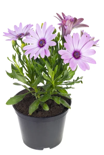 Favorit violett blomma — Stockfoto