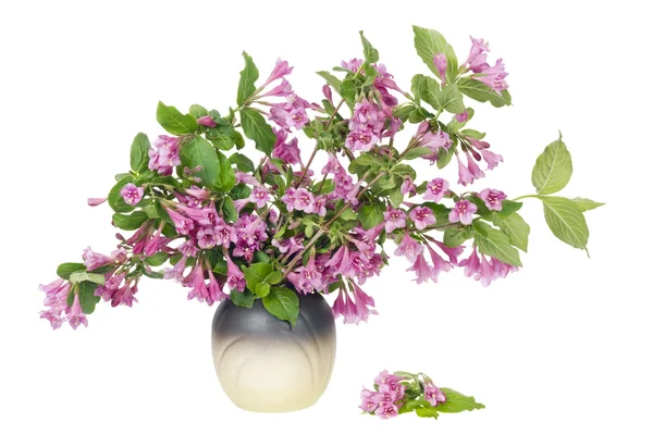 Pink plant — Stock Photo, Image