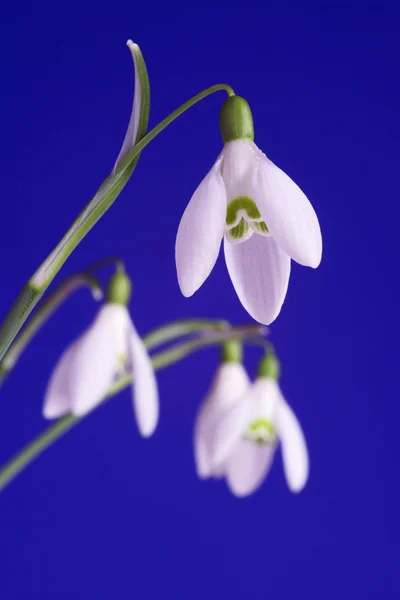 白花共通スノー ドロップ — ストック写真