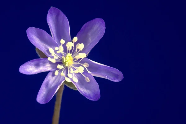 Virág lila liverwort — Stock Fotó