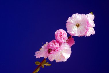 pembe badem çiçekleri ile dal