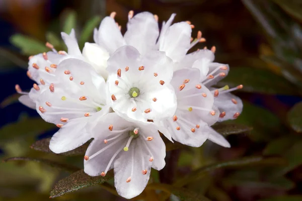 Små, vita rhododendron blommor — Stockfoto