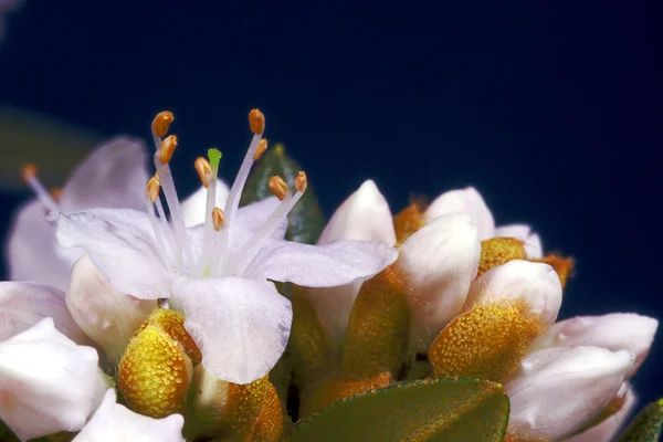 Květy malé, bílé rododendron — Stock fotografie