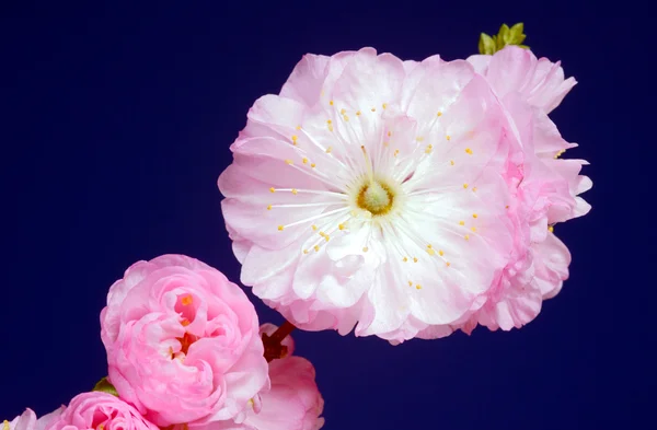 Gałązka z różowe kwiaty migdałów — Zdjęcie stockowe