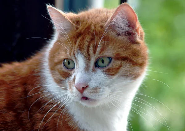 Retrato de gengibre gato europeu — Fotografia de Stock