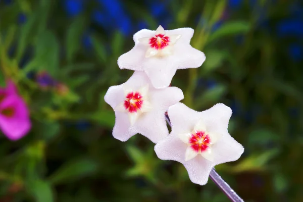Hoya malé a bílé květiny — Stock fotografie
