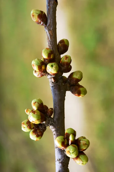 Small, green buds on tree at spring — Stock Photo, Image