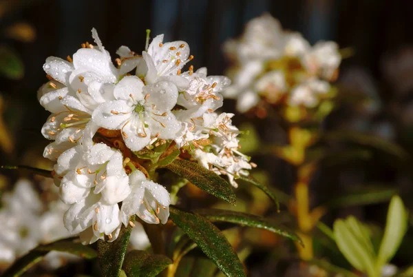 Flores brancas de rododendros com gotas de água — Fotografia de Stock