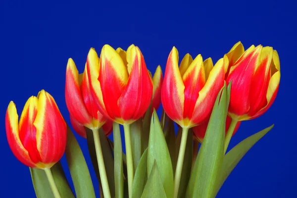 Rote und gelbe Tulpenblüten — Stockfoto