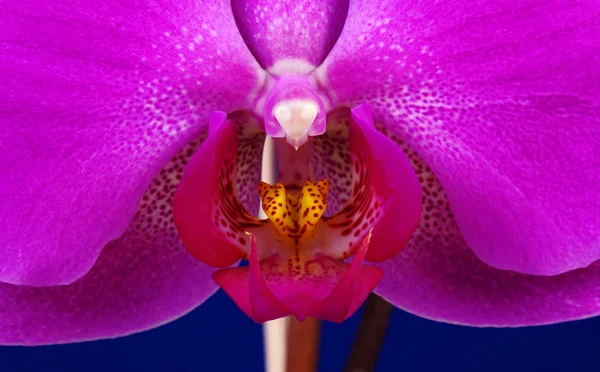 Makró orchis virág — Stock Fotó