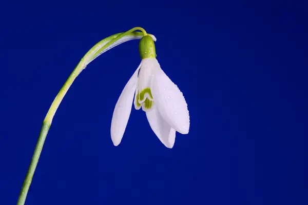 Mavi zemin üzerine beyaz ortak kardelen çiçek — Stok fotoğraf