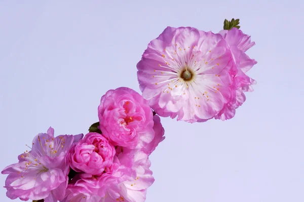 Flor de almendra pequeña y rosa — Foto de Stock