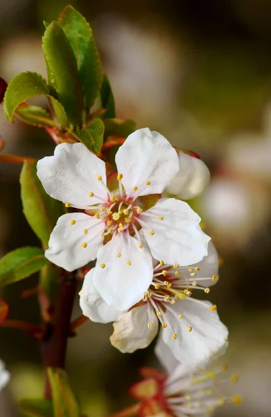 Kleine, weiße Blüten am Baum im Frühling — Stockfoto