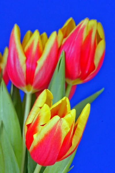 Mavi arka plan üzerinde kırmızı ve Sarı Lale çiçek — Stok fotoğraf