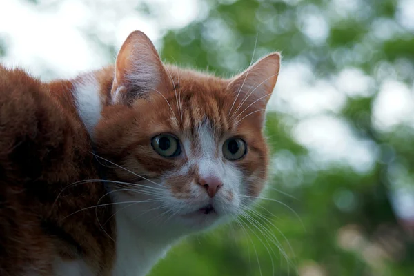姜欧洲猫的肖像 — 图库照片